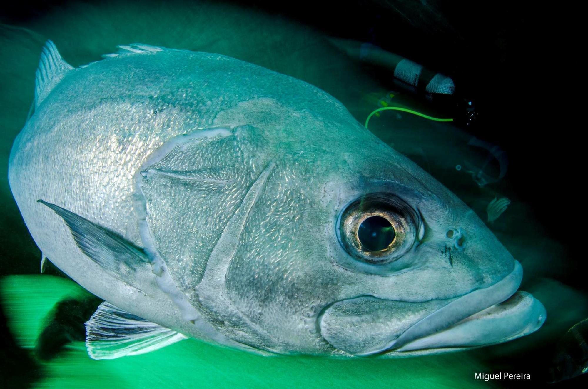 Aqua Natura Madeira Porto Moniz Εξωτερικό φωτογραφία
